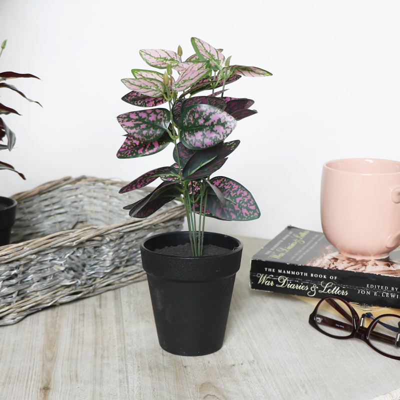 Faux Hypoestes Plant