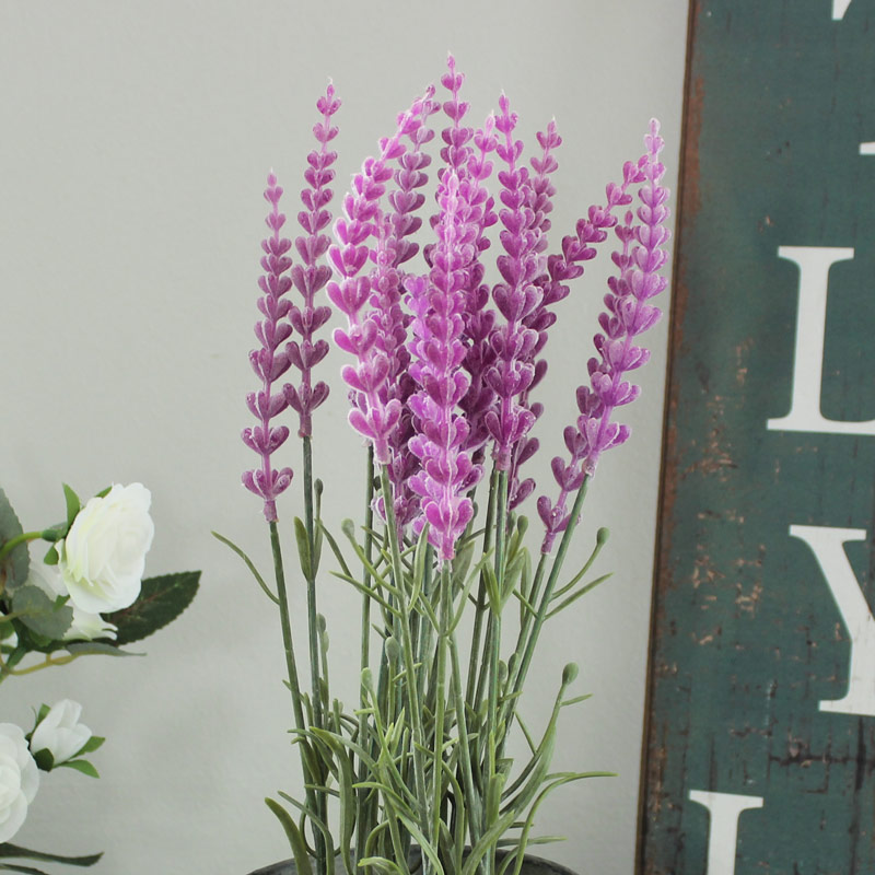 Lavender in Plant Pot