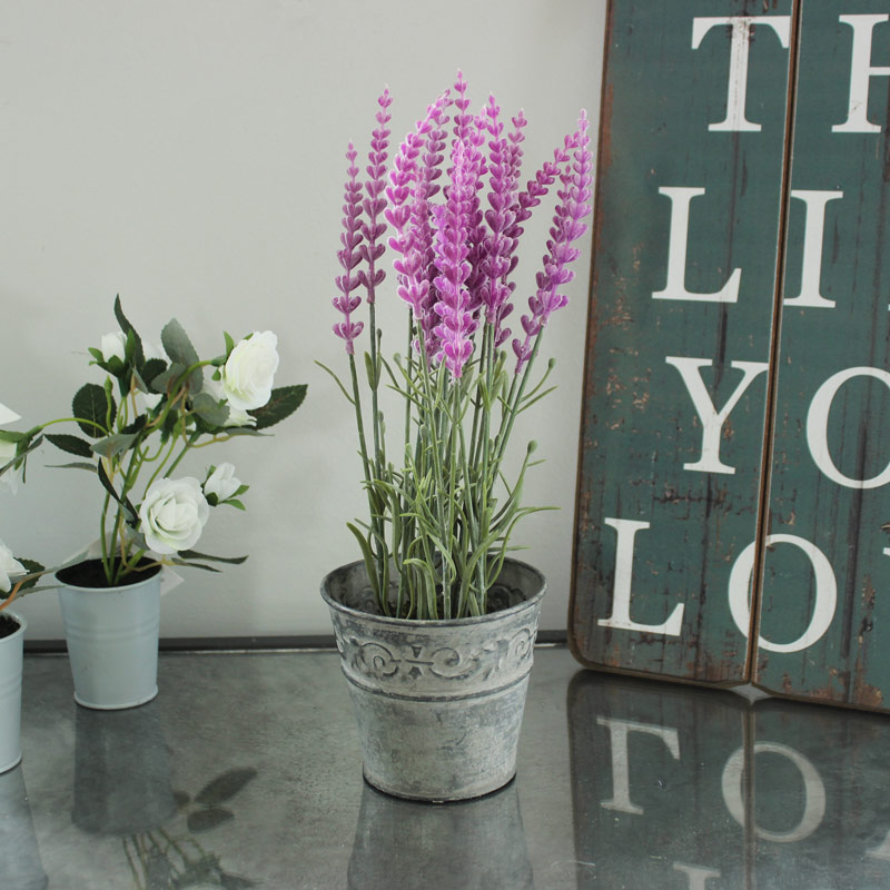 Lavender in Plant Pot