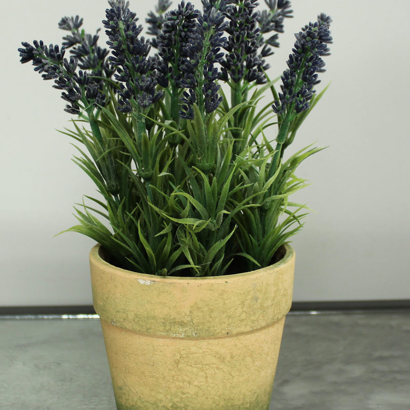 Lavender in Rustic Pot