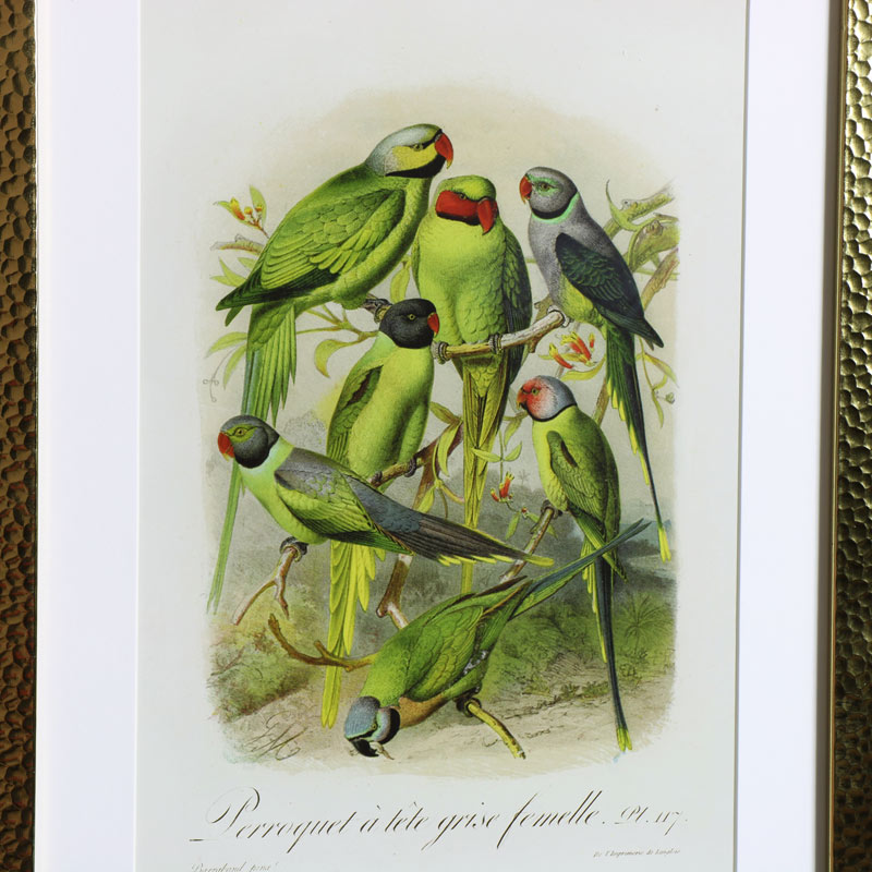 Wall Mounted Gold Framed Tropical Bird Prints