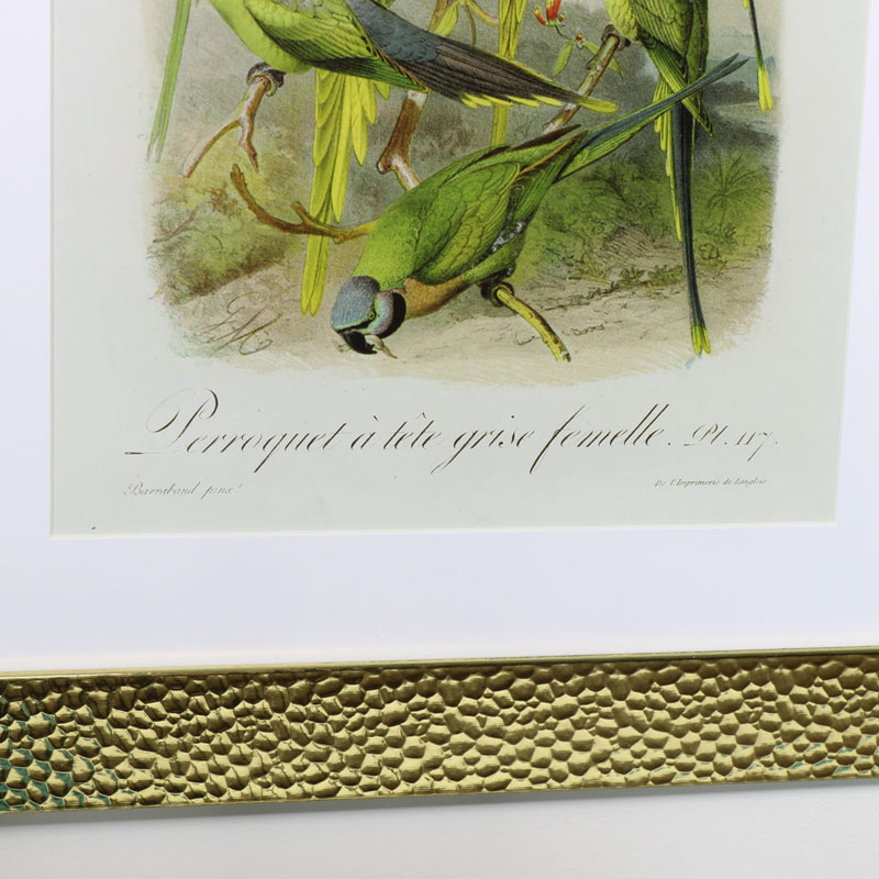 Wall Mounted Gold Framed Tropical Bird Prints