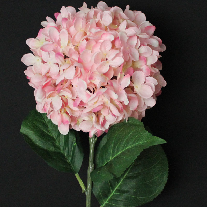 Pink Hydrangea Stem