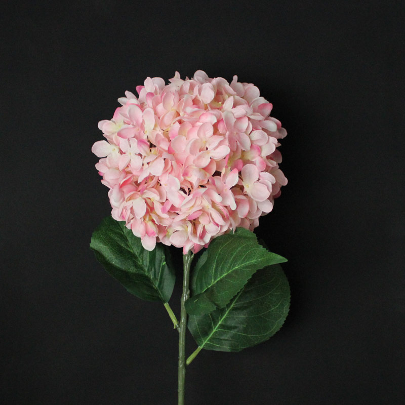 Pink Hydrangea Stem