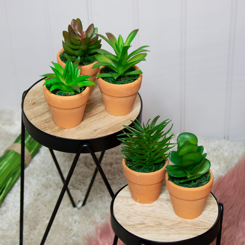 Set of 5 Faux Succulent Plants in Pots 