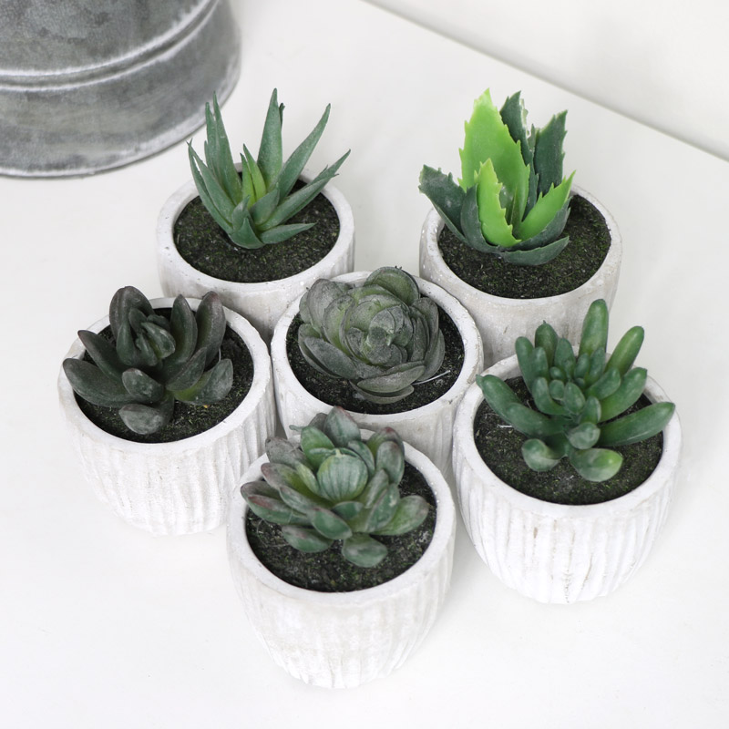 Set of 6 Potted Succulents 