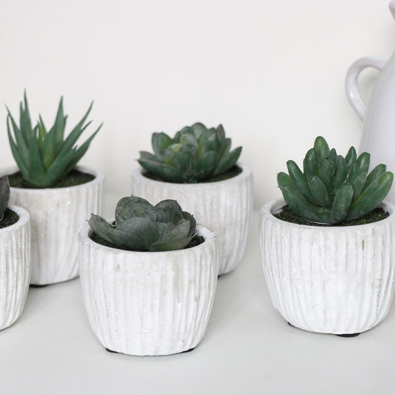 Set of 6 Potted Succulents 