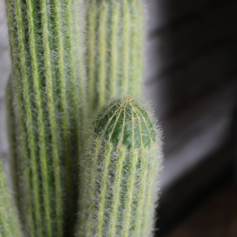 Tall Artificial Cactus Plant in Black Pot