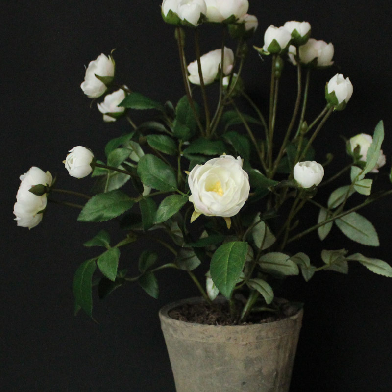 White Rose Bush in Stone Pot