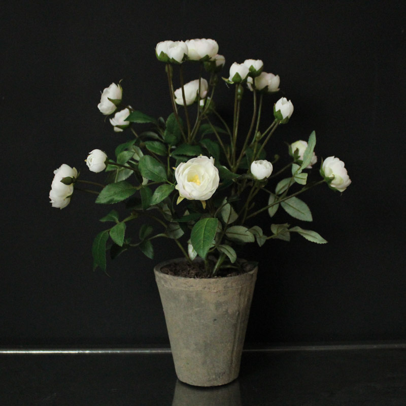 White Rose Bush in Stone Pot