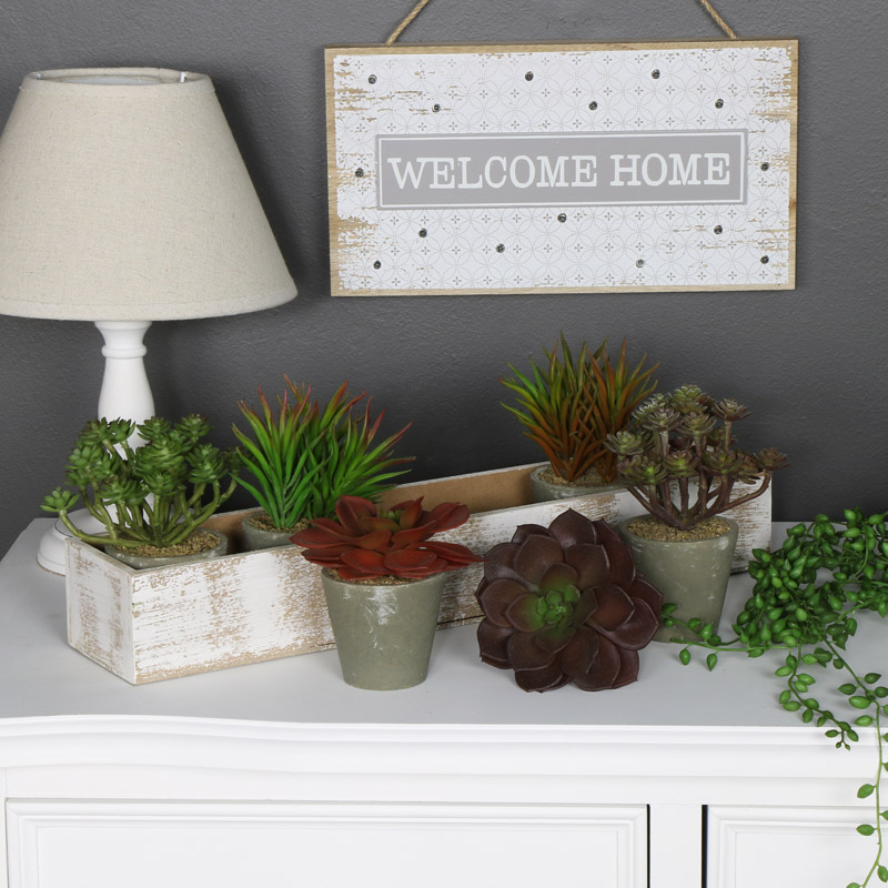 Wooden Window Tray with 6 Succulents