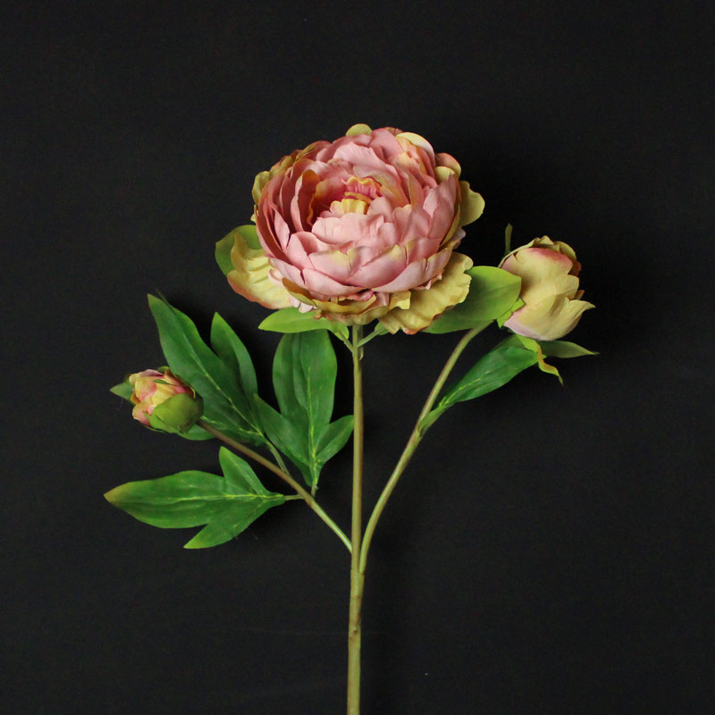 Dark Dusky Pink Rose