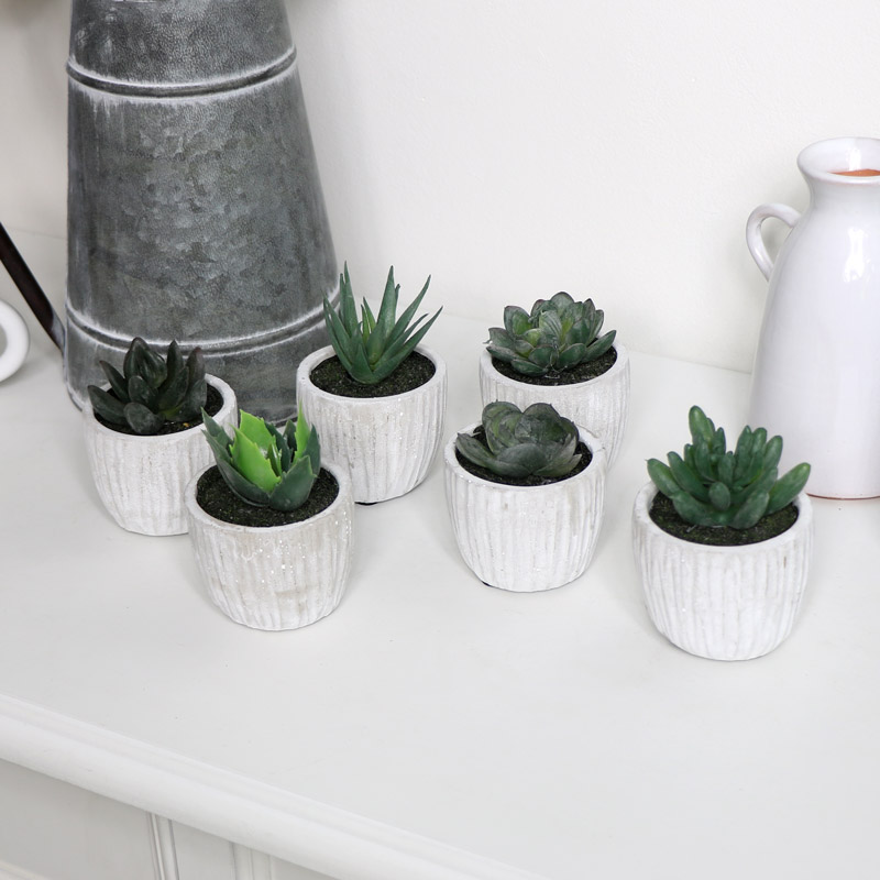 Set of 6 Potted Succulents 