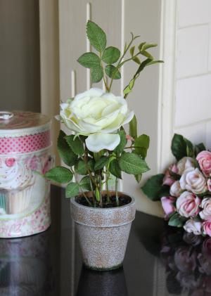 White Ornamental Rose