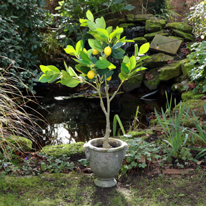 Large Artificial Citrus Zest Lemon Tree